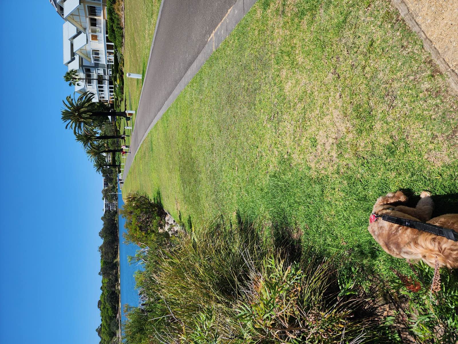A dog on the lead beside the foreshore path, with palms, lawn and the river alongside