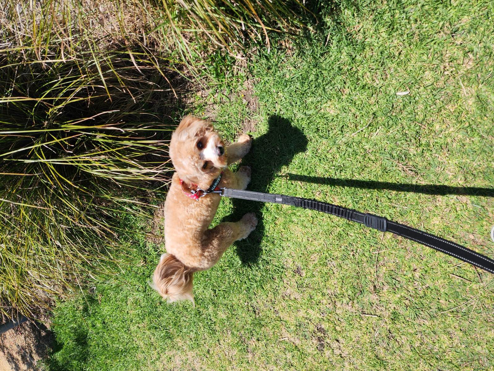 A small apricot cavoodle standing on the grass on his lead