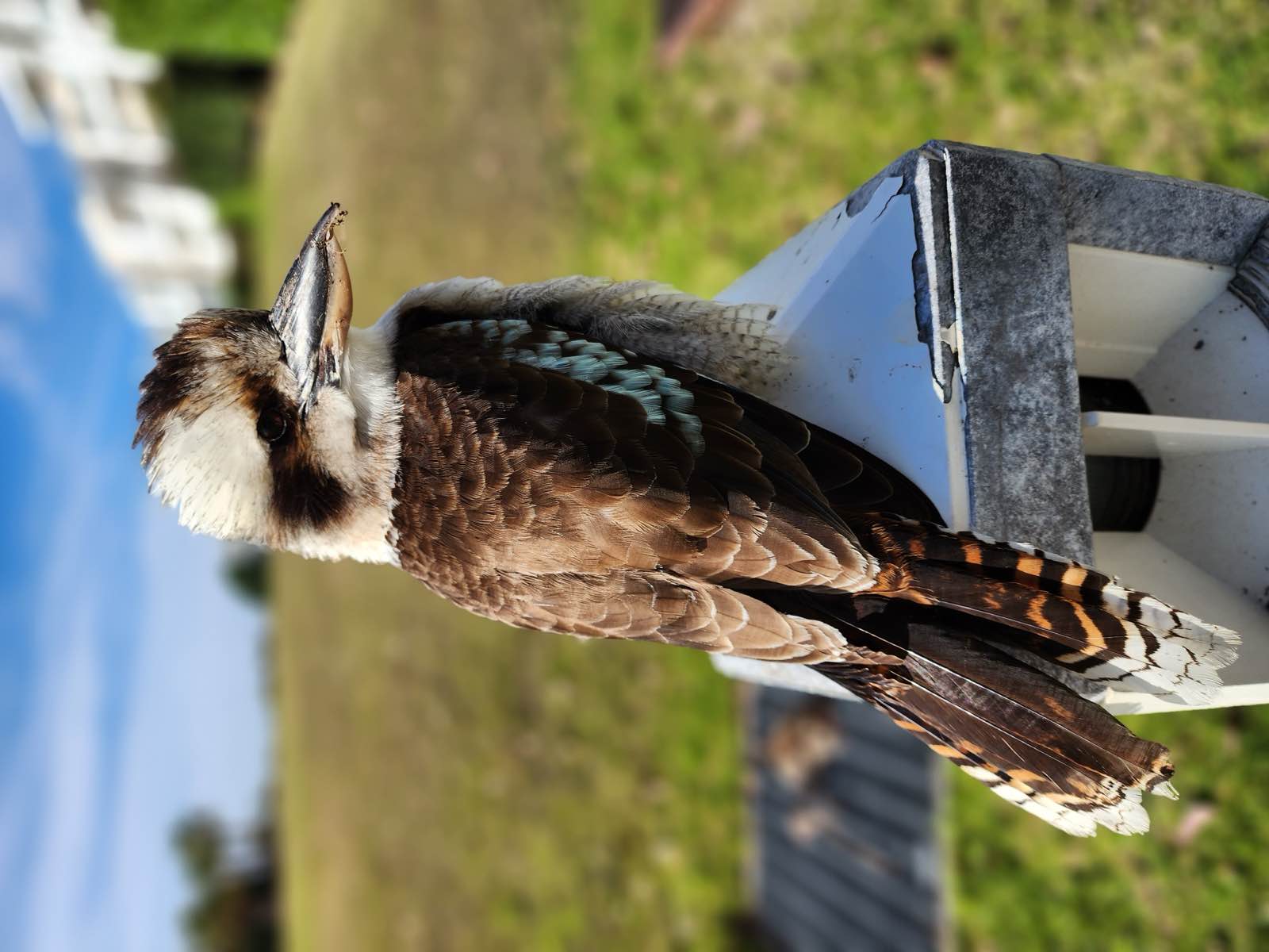 A kookaburra perched on top of a lamp post beside the Village Green